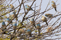 Uraeginthus angolensis